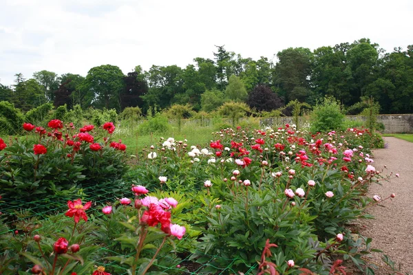 Peonies garden — Stock Photo, Image