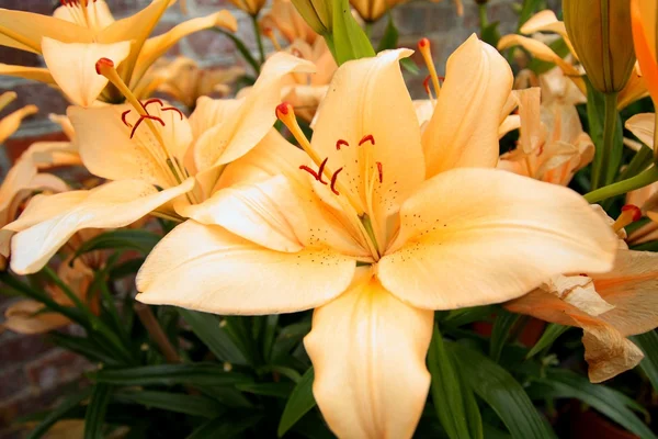 Light orange lilies in the garden, close up — Stock Photo, Image