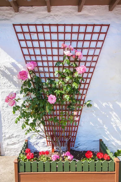 Красивое украшение цветов за пределами шотландского дома — стоковое фото