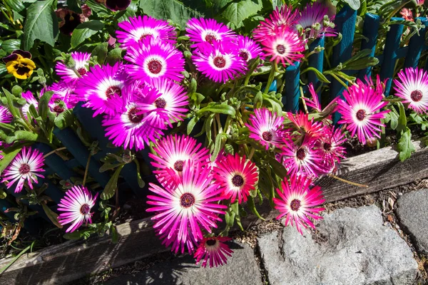 Mesembryanthemum papatya çiçekleri — Stok fotoğraf