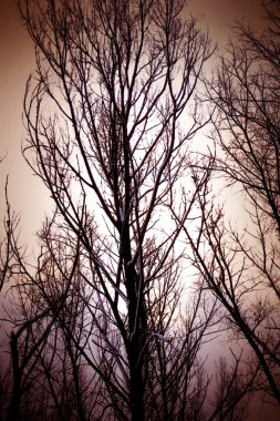Karanlık kasvetli ağaçlar 