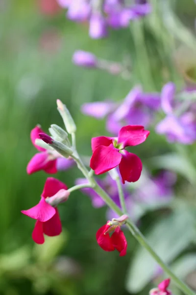 Nachtduftende Brühe — Stockfoto