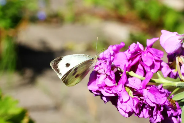 Biały motyl w ogrodzie bliska — Zdjęcie stockowe