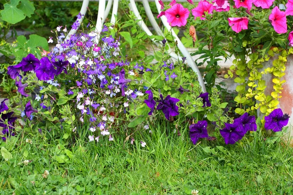 Menekşe lobelia çiçeği Bahçe — Stok fotoğraf