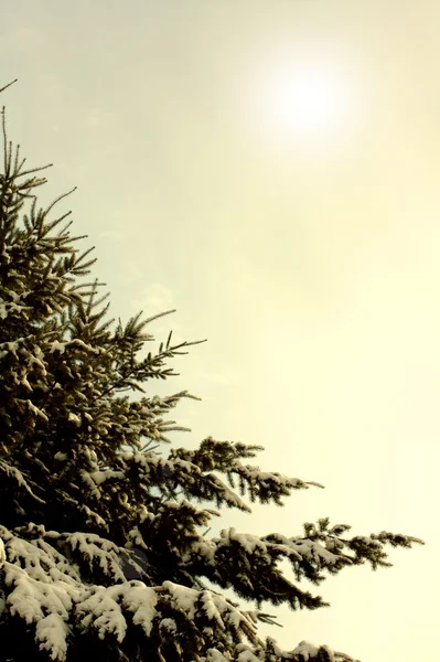 Winter branches of blue pine tree covered with fluffy snow — Stock Photo, Image