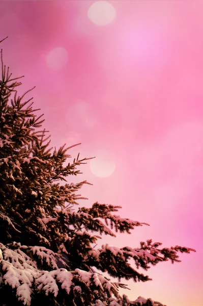 Winter branches of blue pine tree covered with fluffy snow — Stock Photo, Image