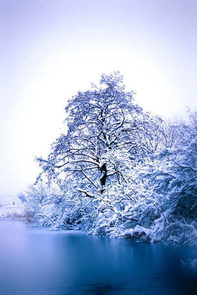 Parque de inverno com árvores e lagoa congelada — Fotografia de Stock