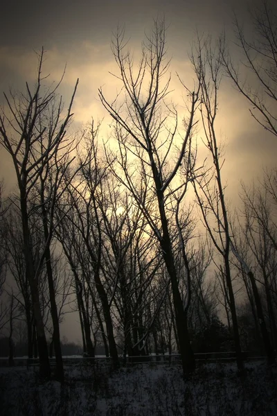 Alberi tenebrosi scuri — Foto Stock