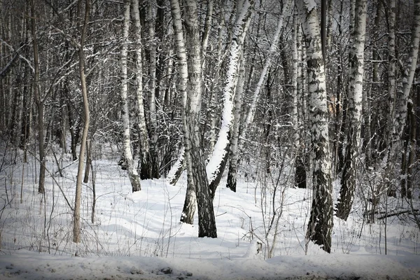 Winter berkenbomen in sneeuw — Stockfoto