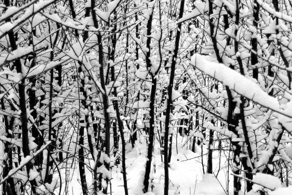 Winter birch trees in snow — Stock Photo, Image