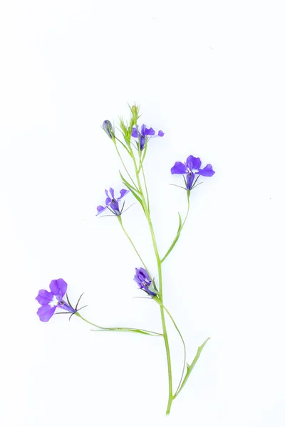 Lobelia flowers on white — Stock Photo, Image