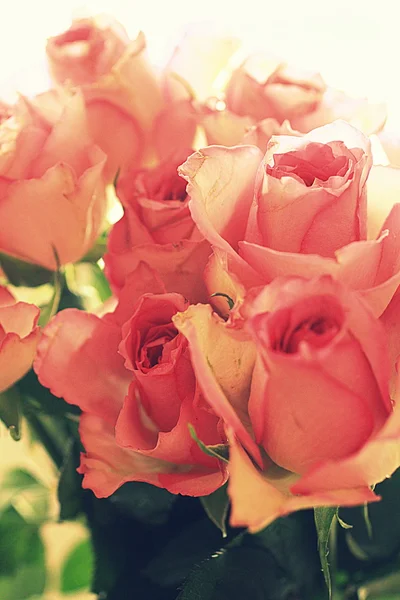 Rosas rosadas fondo bonito —  Fotos de Stock