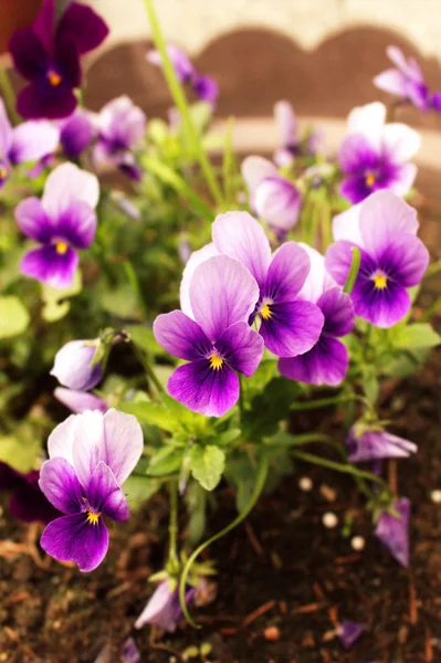 Violet pansy flowers close up — Stock Photo, Image
