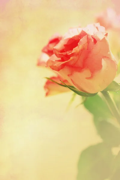 Pink roses grungy background — Stock Photo, Image