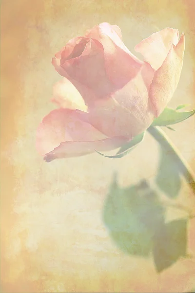 ピンクのバラは汚れた背景 — ストック写真