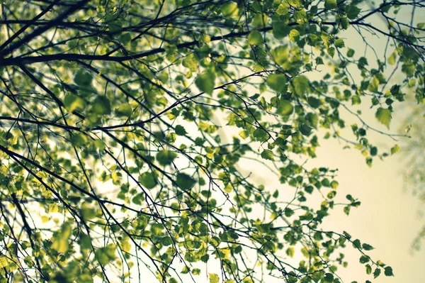 Primavera vidoeiro árvore ramo em estilo retro — Fotografia de Stock