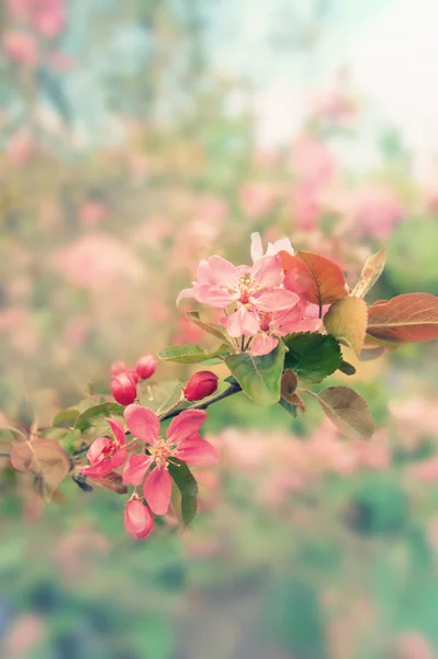 Vintage flores de primavera fondo —  Fotos de Stock