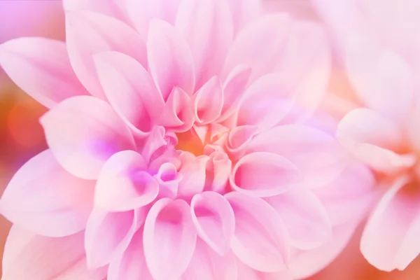 Pink Dahlia de perto — Fotografia de Stock