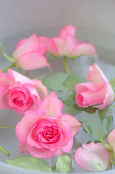 Pink roses pretty background — Stock Photo, Image