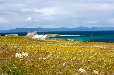 Iona Inner Hebrides, İskoçya koyun Inner Hebrides, İskoçya Iona alanlarında fieldf koyun