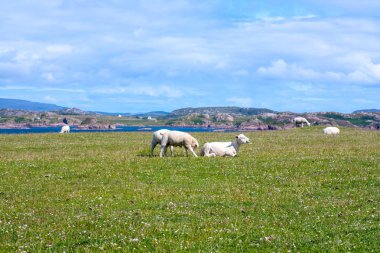 Koyun ve Iona Inner Hebrides, İskoçya koyun Inner Hebrides, İskoçya Iona alanlarında alanlarında atlar