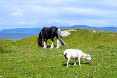 Koyun ve atları Inner Hebrides, İskoçya Iona alanlarında