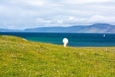 Koyun ve Iona Inner Hebrides, İskoçya koyun Inner Hebrides, İskoçya Iona alanlarında alanlarında atlar