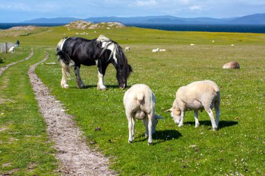 Koyun ve atları Inner Hebrides, İskoçya Iona alanlarında