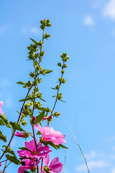 Όμορφα ροζ λουλούδια Hollyhock στον κήπο — Φωτογραφία Αρχείου