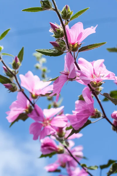정원에서 아름 다운 핑크 접시 꽃 꽃 — 스톡 사진