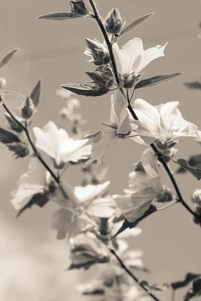 Hermosas flores de Hollyhock rosa en el jardín — Foto de Stock