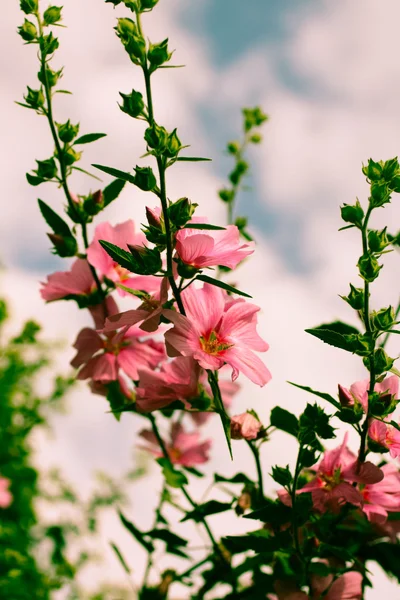 Hermosas flores de Hollyhock rosa en el jardín —  Fotos de Stock