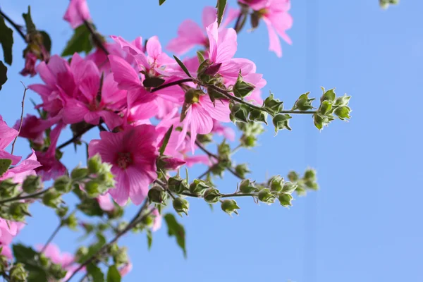 Bellissimi fiori rosa Hollyhock in giardino — Foto Stock