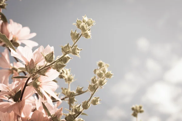 Mooie roze Hollyhock bloemen in de tuin — Stockfoto