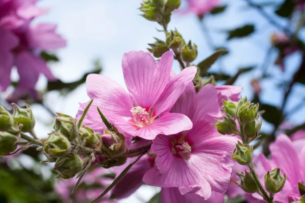 Lindas flores rosa Hollyhock no jardim — Fotografia de Stock