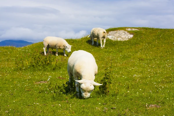 Pecore e cavalli nei campi di Iona nelle Ebridi Interne, Scozia — Foto Stock