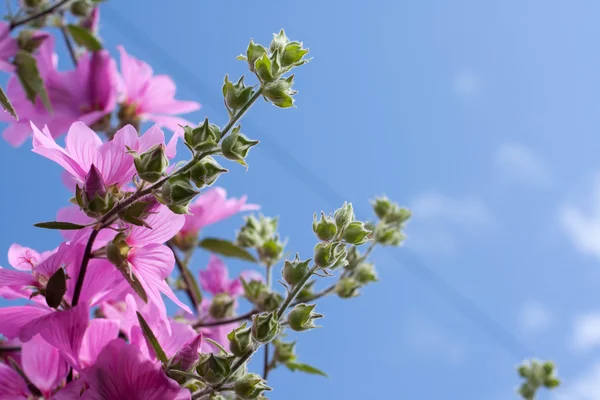 Lindas flores rosa Hollyhock no jardim — Fotografia de Stock