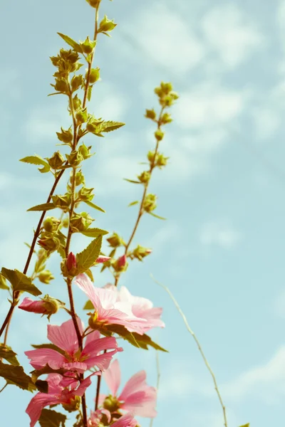 Όμορφα ροζ λουλούδια Hollyhock στον κήπο — Φωτογραφία Αρχείου