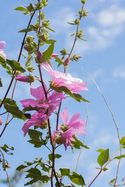Όμορφα ροζ λουλούδια Hollyhock στον κήπο — Φωτογραφία Αρχείου