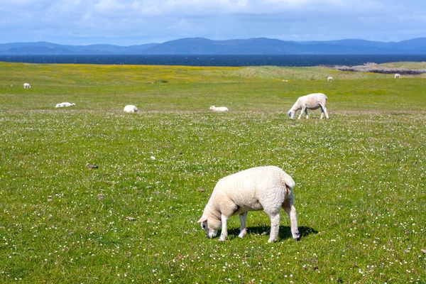 Schapen en paarden op het gebied van Iona in de Binnen-Hebriden, Schotland schapen op het gebied van Iona in de Binnen-Hebriden, Schotland — Stockfoto