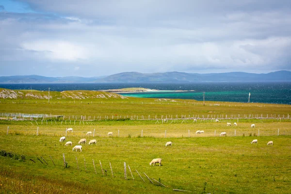 Schafe auf dem Feld von Iona in den inneren Hebriden, Schottische Schafe auf den Feldern von Iona in den inneren Hebriden, Schottland — Stockfoto