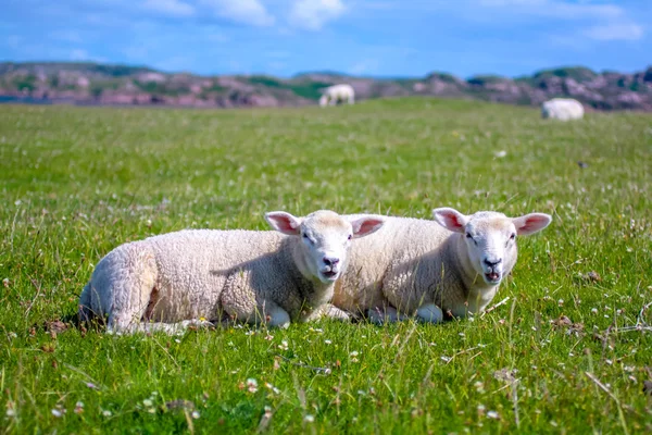 Pecore e cavalli nei campi di Iona nelle Ebridi Interne, Scozia Pecore nei campi di Iona nelle Ebridi Interne, Scozia — Foto Stock