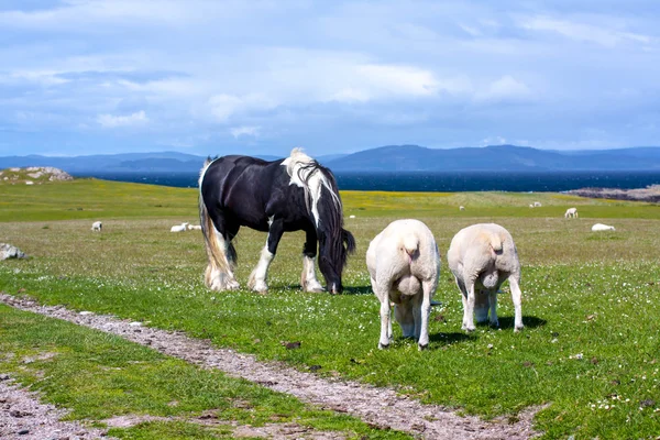 Owca i konie w dziedzinie Iona w Inner Hebrides, Szkocja — Zdjęcie stockowe