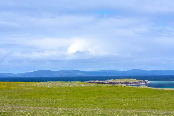 Sheep in the fieldf of Iona in the Inner Hebrides, Scotland — Stock Photo, Image