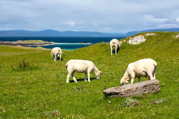 绵羊和马匹在爱奥那岛内赫布里的、 苏格兰羊在爱奥那岛内赫布里，苏格兰的字段的字段 — 图库照片