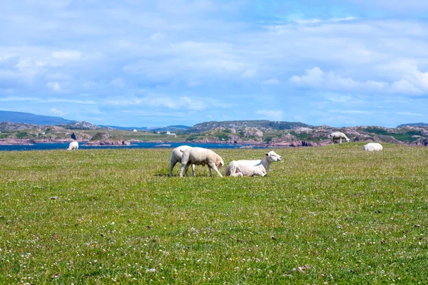 Pecore e cavalli nei campi di Iona nelle Ebridi Interne, Scozia Pecore nei campi di Iona nelle Ebridi Interne, Scozia — Foto Stock