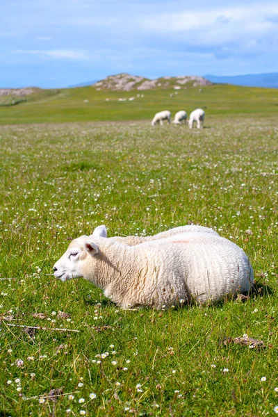 Schafe und Pferde auf den Feldern von Iona in den inneren Hebriden, Schottische Schafe auf den Feldern von Iona in den inneren Hebriden, Schottland — Stockfoto