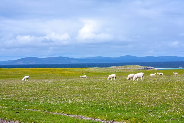 Овцы и лошади на полях Ионы во Внутренних Гебридах, Шотландские овцы на полях Ионы во Внутренних Гебридах, Шотландия — стоковое фото