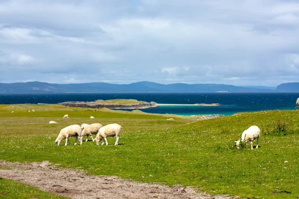 Sheep and horses in the fields of Iona in the Inner Hebrides, Scotland Sheep in the fields of Iona in the Inner Hebrides, Scotland — Stock Photo, Image