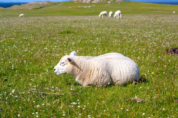 Schafe und Pferde auf den Feldern von Iona in den inneren Hebriden, Schottische Schafe auf den Feldern von Iona in den inneren Hebriden, Schottland — Stockfoto